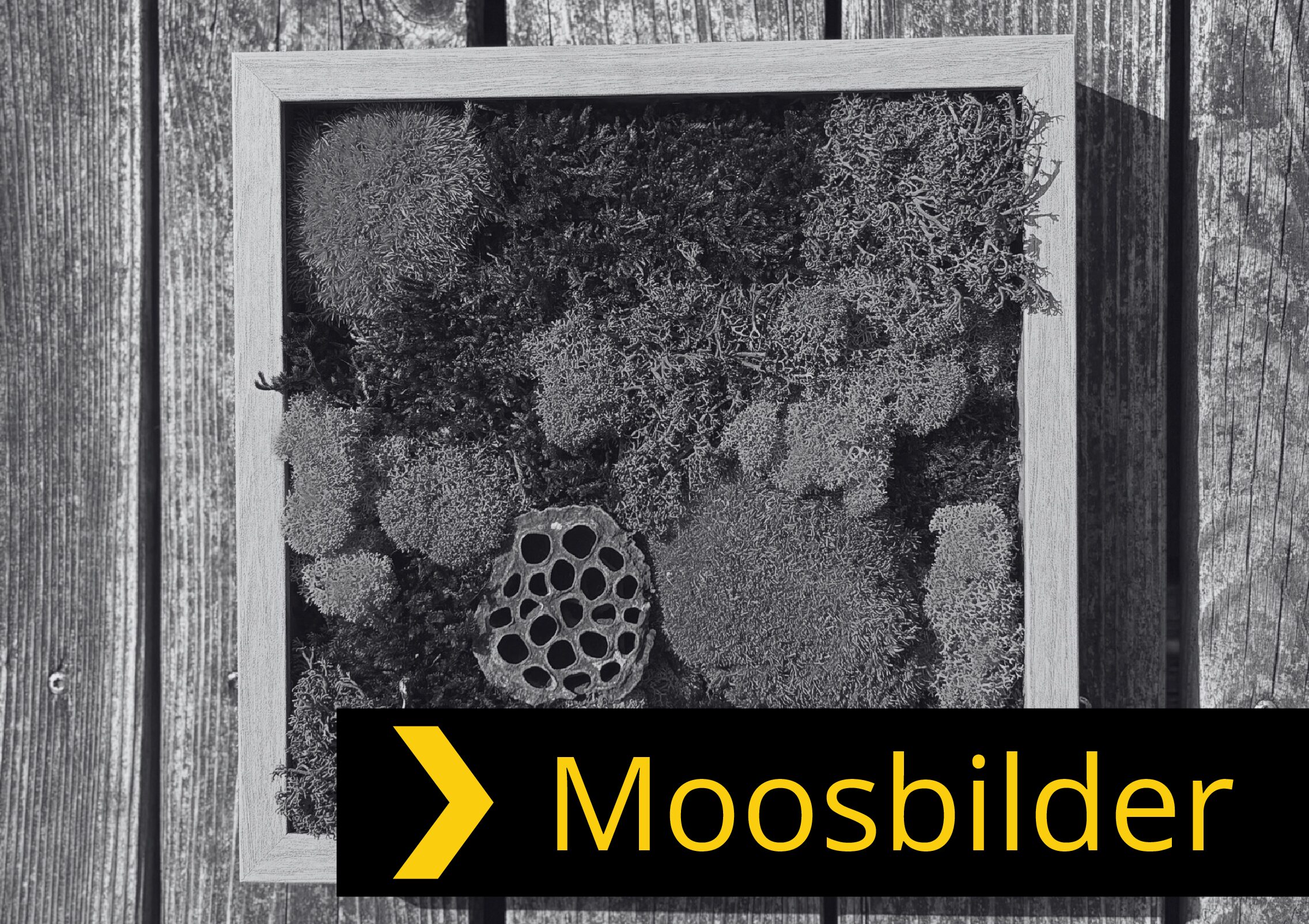 Di. 10.11. Moosbilder